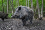 Dziki zaatakowały na Pilczycach. Zobacz zdjęcia! 