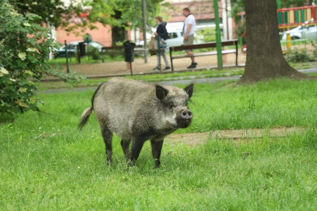 Dzik grasuje przy placu zabaw w centrum Legnicy. Mieszkańcy się boją