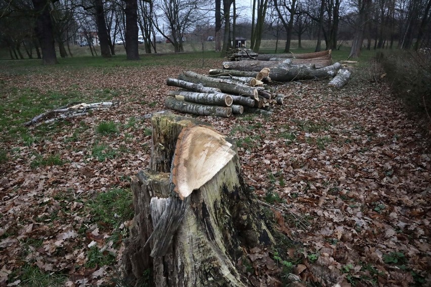 Wycięto drzewa w legnickim Parku Miejskim, wiemy dlaczego, zobaczcie zdjęcia