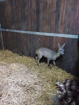 Potrącona w Dankowie sarna wróciła do pełni sił. Zwierzę dochodziło do siebie na Miłosnej [ZDJĘCIA]