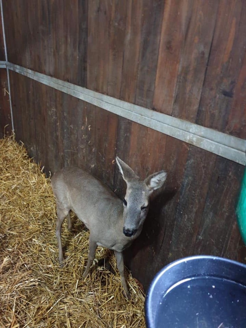 Potrącona w Dankowie sarna wróciła do pełni sił. Zwierzę dochodziło do siebie na Miłosnej [ZDJĘCIA]