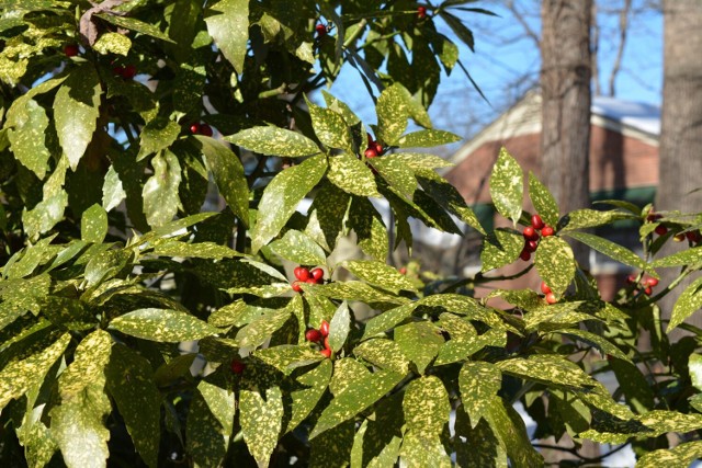 Aukuba japońska ma ładne liście, których nie zrzuca na zimę. Najczęściej uprawia się jej kolorowe odmiany.