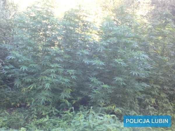 Lubińscy policjanci znaleźli nielegalną hodowlę marihuany