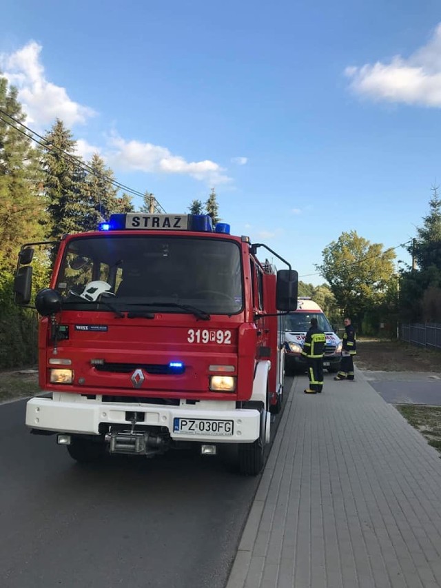 Strażacy usunęli gniazdo szerszeni na ogródkach działkowych