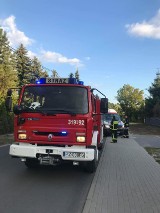 Strażacy z OSP Biskupice usunęli niebezpieczne gniazdo szerszeni 