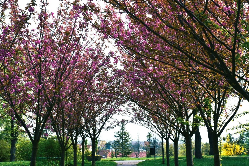 Mała Japonia w Chełmie. Zachwycająca aleja kwitnącej wiśni w chełmskim parku na Górce. Zobacz zdjęcia