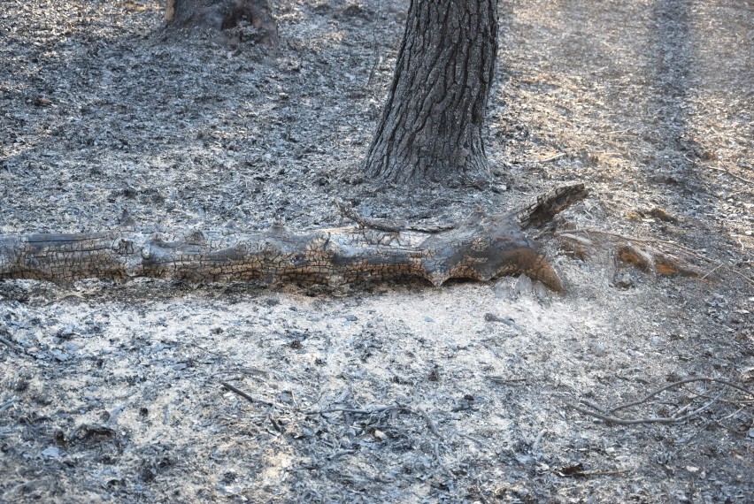 Straduń. Spalony las w nadleśnictwie Trzcianka