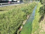 Dlaczego woda w potoku Przyrwa wzdłuż Alei Wyzwolenia na Baranówce jest soczyście zielona?  