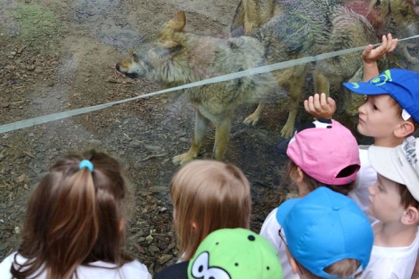 Syców: Przedszkolaki z dwójki w zoo