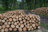 Czy można zbierać drewno, gałęzie i chrust z lasu? Co grozi za kradzież drewna?