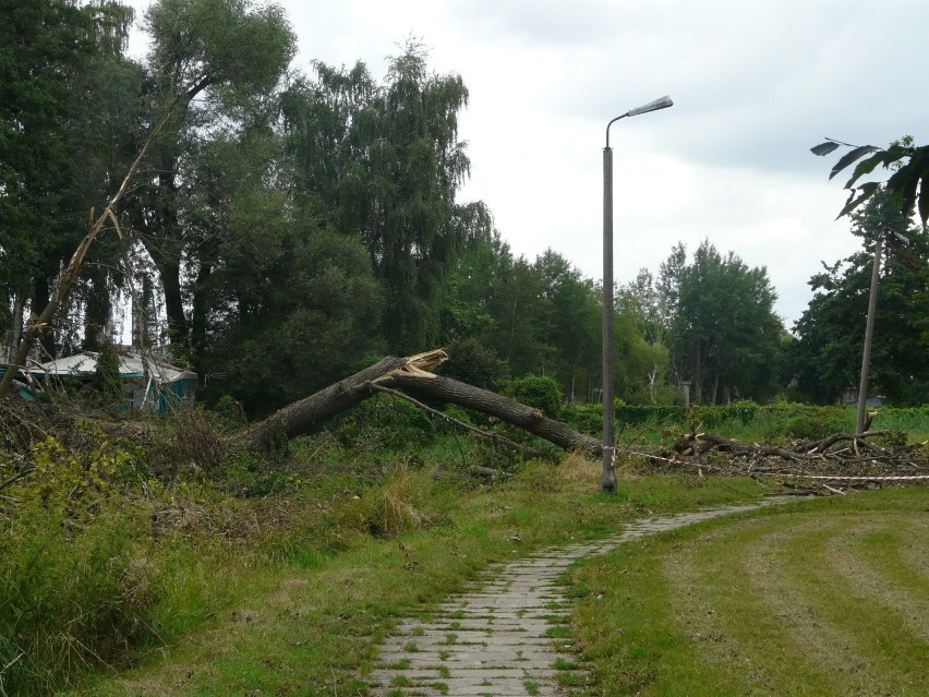 Burza w Pabianicach. Część parków została otwarta. W innych nadal trwa usuwanie powalonych drzew ZDJĘCIA