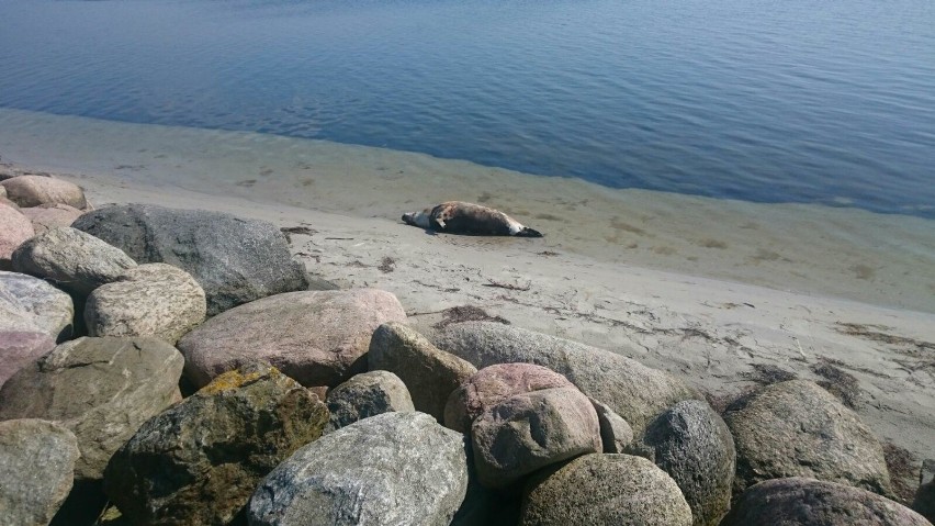 Martwa foka na plaży w Kuźnicy. Zatoka Pucka wyrzuciła na piasek ciało morskiego ssaka. Był chory?