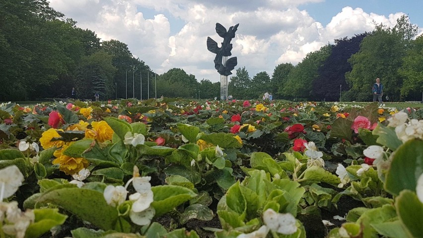 Szczecin w kwiatach! Zobaczcie, jak jest pięknie [ZDJĘCIA]