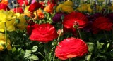 Wiosna, a więc „Pamiętajcie o ogrodach” i koniecznie odwiedźcie Kiermasz Ogrodniczy na Wrocławskim Torze Wyścigów Konnych 