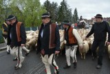 Święto baców w Ludźmierzu. Górale tradycyjnie zaczynają sezon wypasu owiec. Zobaczcie zdjęcia