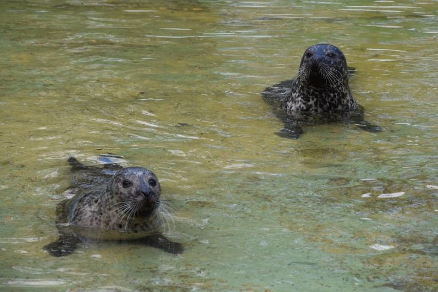 Zoo w Poznaniu: Zdechła ulubiona foka odwiedzających ogród