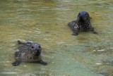 Zoo w Poznaniu: Zdechła ulubiona foka odwiedzających ogród