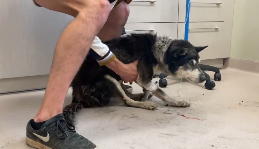 Sołtys wsi pod Świdnicą zagłodziła psa niemal na śmierć