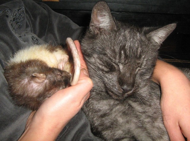 Jak szczur (Plamka) z kotem (Siwy)... :). 

Fot. Małgorzata Musiałek