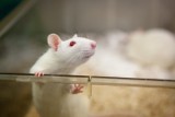 Dzięki CRISPR DNA wirusa HIV udało się usunąć z organizmów żywych myszy 