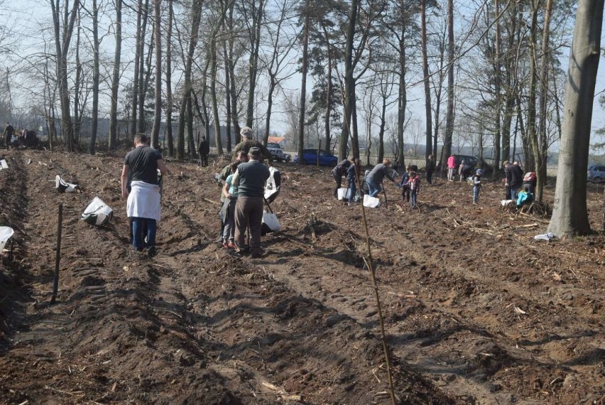 Wspólnie zasadzili kilka tysięcy dębów