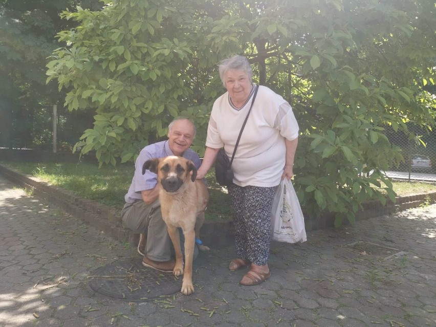 W Toruniu nie brakuje osób, które adoptują psy ze schroniska