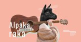 Alpaka pokona raka z muzyczną pomocą. Koncert charytatywny  w CSK