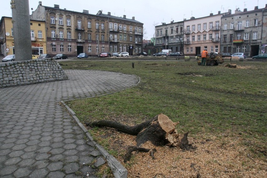 Wycięto drzewa na Placu 3 Maja [ZDJĘCIA]. Będzinianie oburzeni