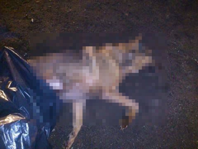 Tam również ktoś wyrzucił umierającego psa na śmietnik, sprawcy niestety nie udało się zatrzymać.