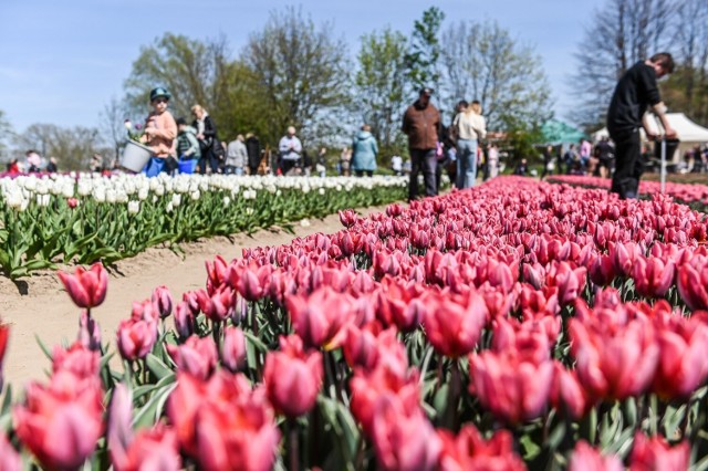 Kolorowa majówka w Błotniku. "O Rany, Tulipany". Rodzinna atmosfera, pełno kwiatów i tulipanowy ogród, który zachwyca każdego roku