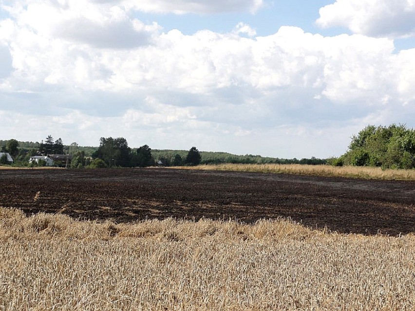 Ogień w Noskowie strawił 5 hektarów pszenicy