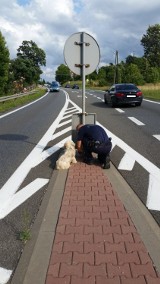 Pies przywiązany do znaku drogowego w Przegini. Policja szuka sprawcy