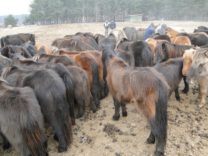 Krzyż Wielkopolski: obrońcy zwierząt odebrali 80 koni właścicielowi [FOTO]