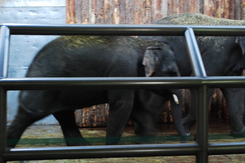Powitanie słoni w ZOO