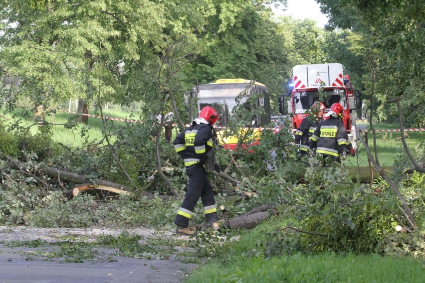We Wrocławiu wichura nie wyrządziła dużych szkód. Strażacy...