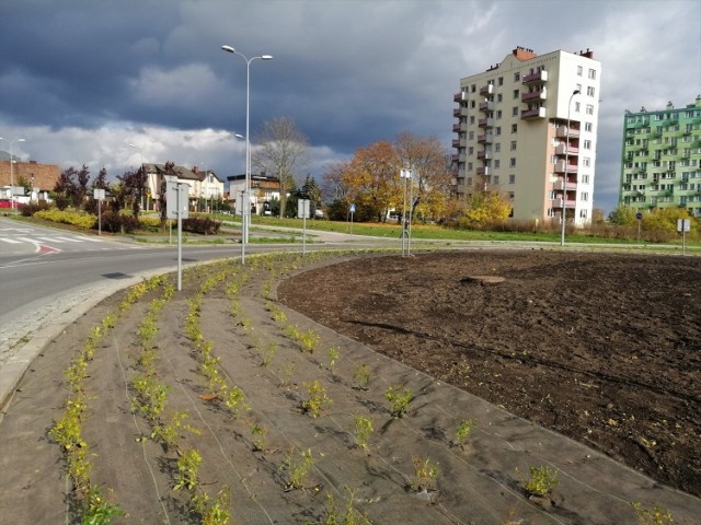 Na rondzie przy ulicy Podklasztornej i Grunwaldzkiej kilka dni temu posadzono róże, dzisiaj części krzewów już nie ma.