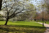 Tysiące drzew na wiosnę w Warszawie. Miasto ogłasza konkurs!