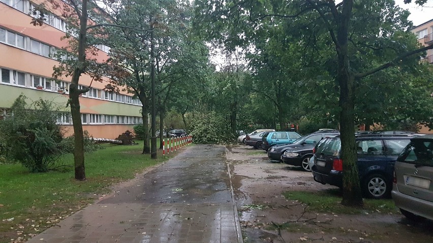Burza w Łodzi. Powalone drzewa i zalane ulice [ZDJĘCIA]