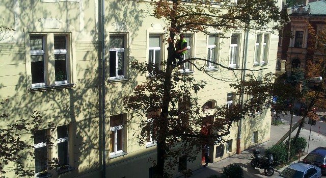 racownik firmy, która miała ściąć konar drzewa  przy ul. Sobieskiego, był bez kasku