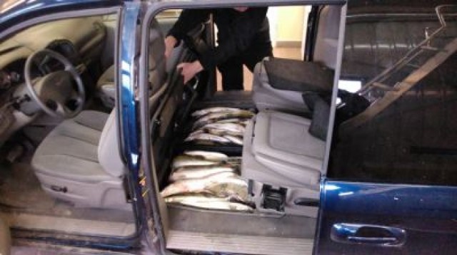 Przemyt ryb w samochodzie