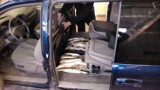 Przemyt ryb ukryty w samochodzie [ZDJĘCIA]