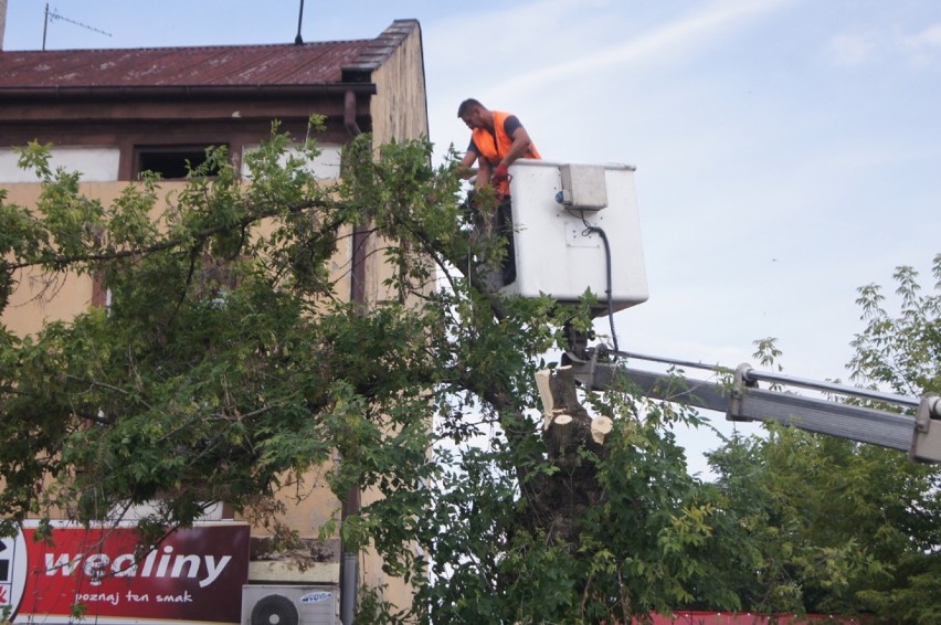 Radomsko: Na ul. Reymonta kontynuują wycinkę drzew [ZDJĘCIA]