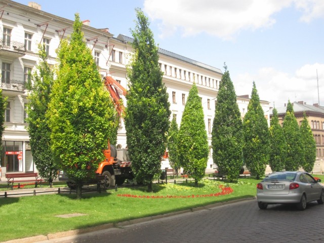 Przycięto drzewa na Al. Marcinkowskiego