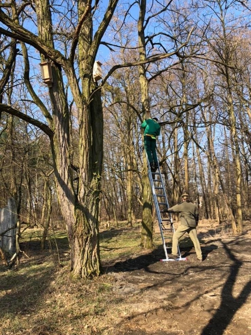 W Lublińcu na drzewach powieszono budki lęgowe. To dar od...