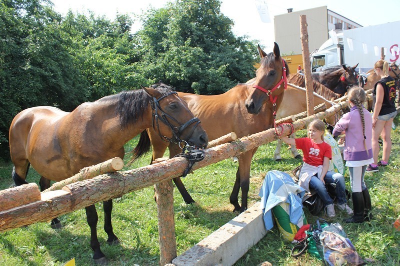 Wystawa koni hodowlanych w Kole