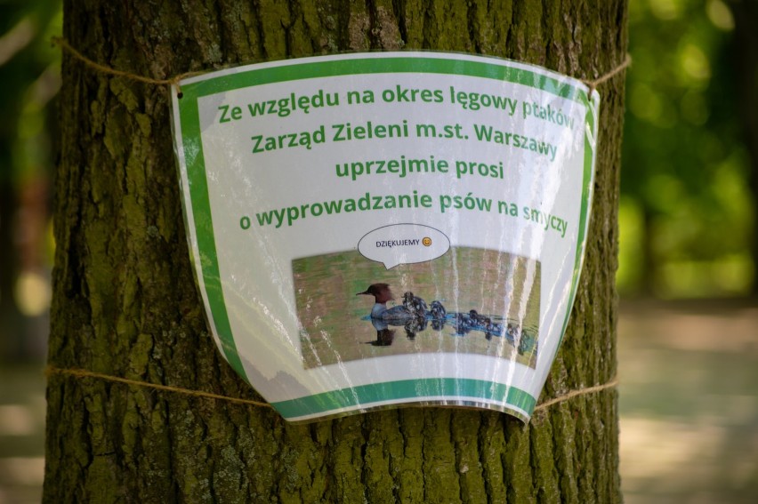 Nietypowe oznakowanie na ulicy Czerniakowskiej. Pomoże ochronić skrzydlatych mieszkańców stolicy