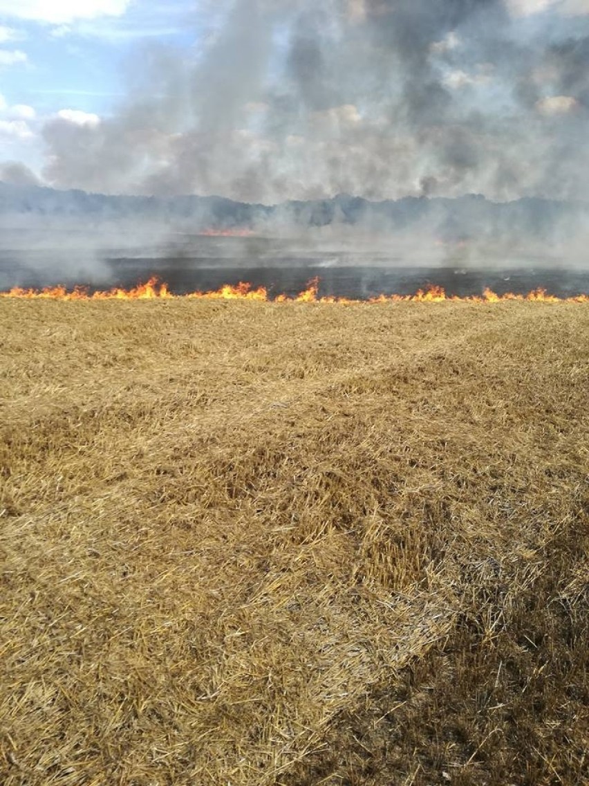 Strażacy walczyli z pożarem ścierniska w Kiączynie [ZDJĘCIA]