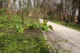 Park Kościuszki - najstarszy park Wałbrzycha - pomysł na wiosenny spacer. Zdjęcia