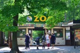 Nowe Zoo w Poznaniu otwiera nowy sezon. W programie śniadanie z pandkami, a na deser - spotkanie z lemurem