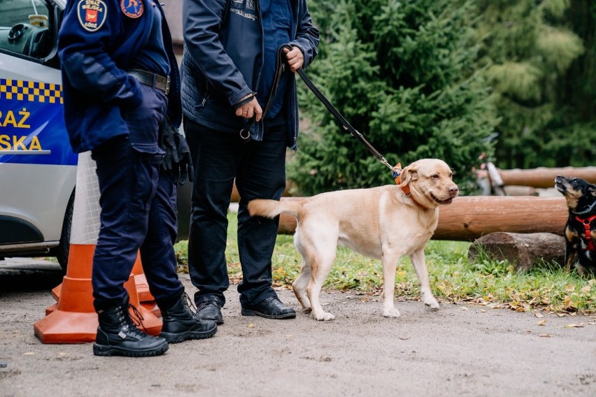 Adoptowane czworonogi z łódzkiego schroniska przy ulicy Marmurowej zachęcają do adopcji i wspierają akcję "Wielcy Małym"